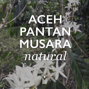 Aceh Gayo Pantan Musara - Natural