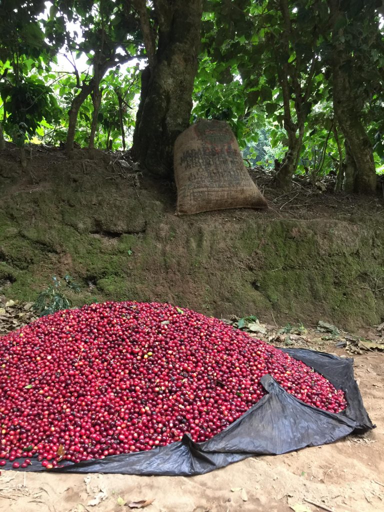 el-salvador-el-pedregal-washed-morph-coffee
