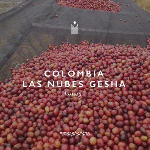Colombia Las Nubes Gesha